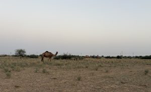 A serene desert landscape at dusk featuring several camels grazing in a sparse, grassy field.