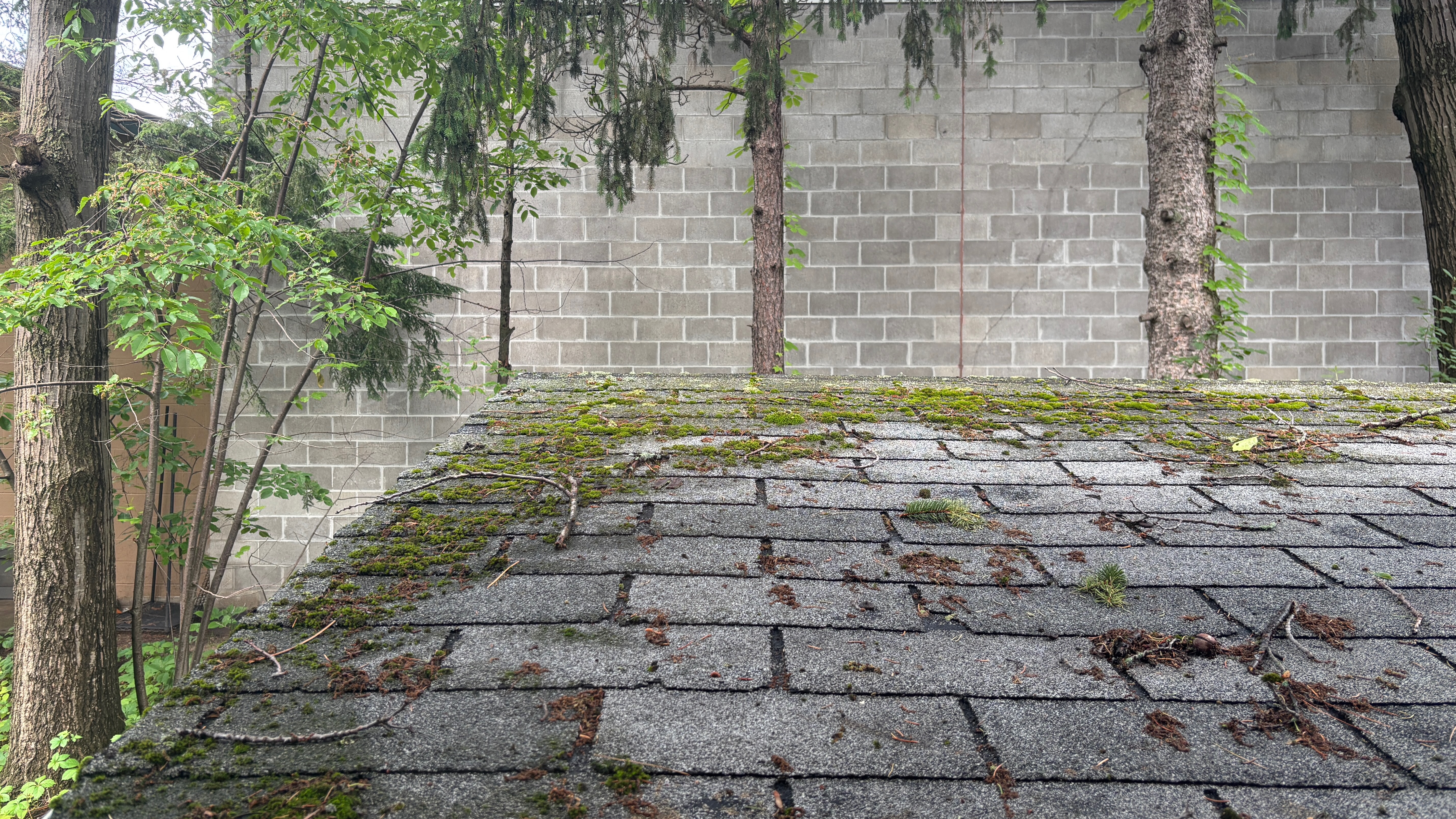 Moss growing on a shingled roof, with a brick wall in the background.