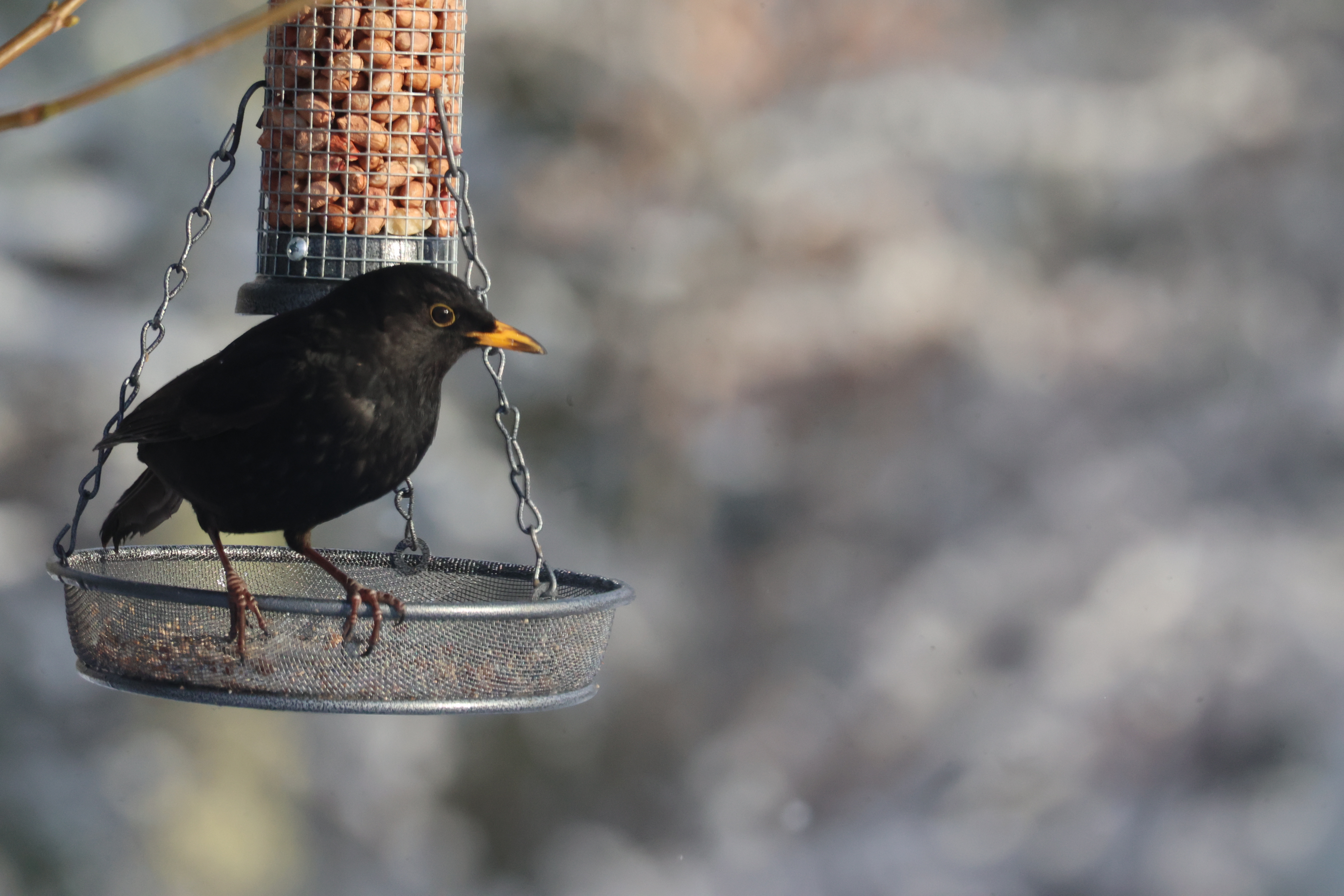 A male Blackbird with a bright yellow-orange beak perched on a metal feeder that holds seed.