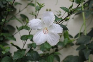 A close-up of a white hibiscus flower with delicate petals, displaying a central cluster of yellow and red stamens.
