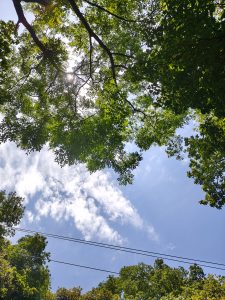 A view of the sky through a canopy of lush green tree leaves, with dappled sunlight filtering through the branches.