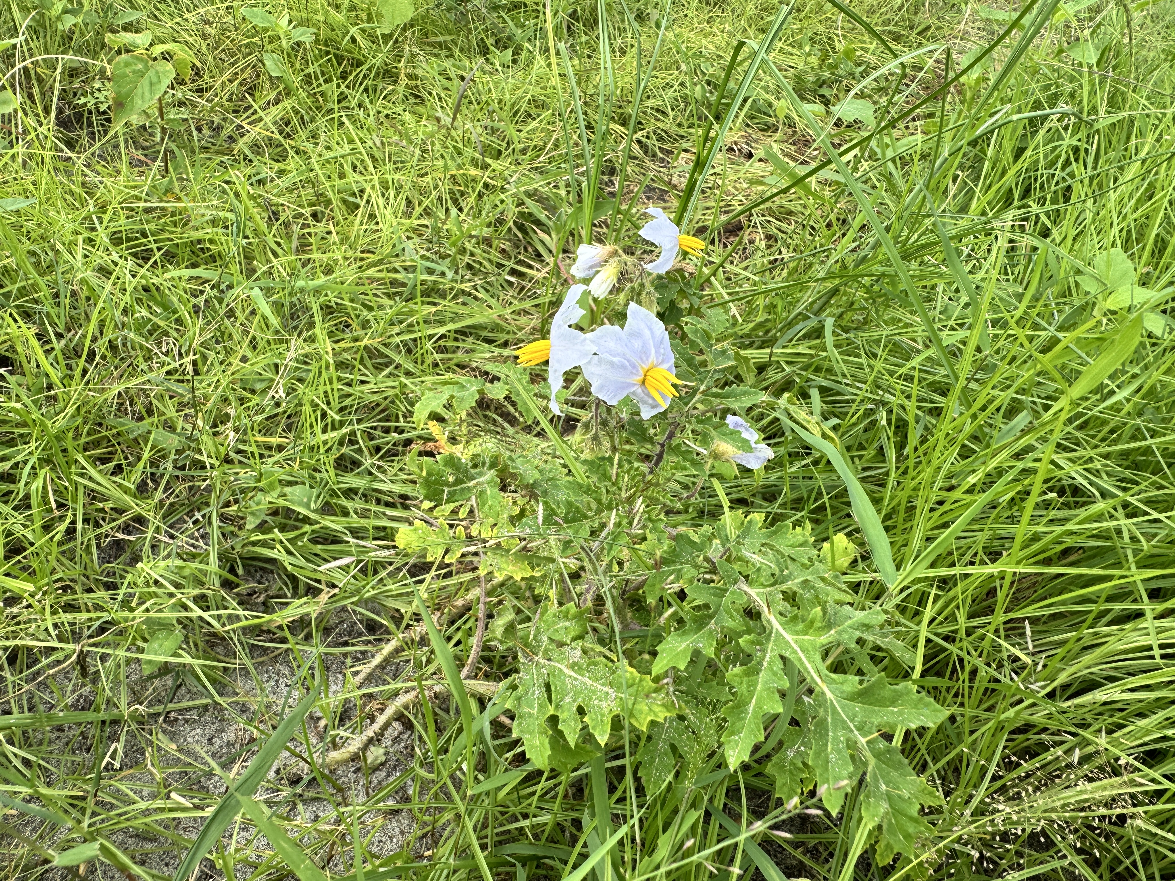 A small flowering plant with pale purple flowers and yellow centers, surrounded by lush green grass and foliage.