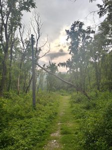 A scenic view of a dirt path winding through a lush green forest. 