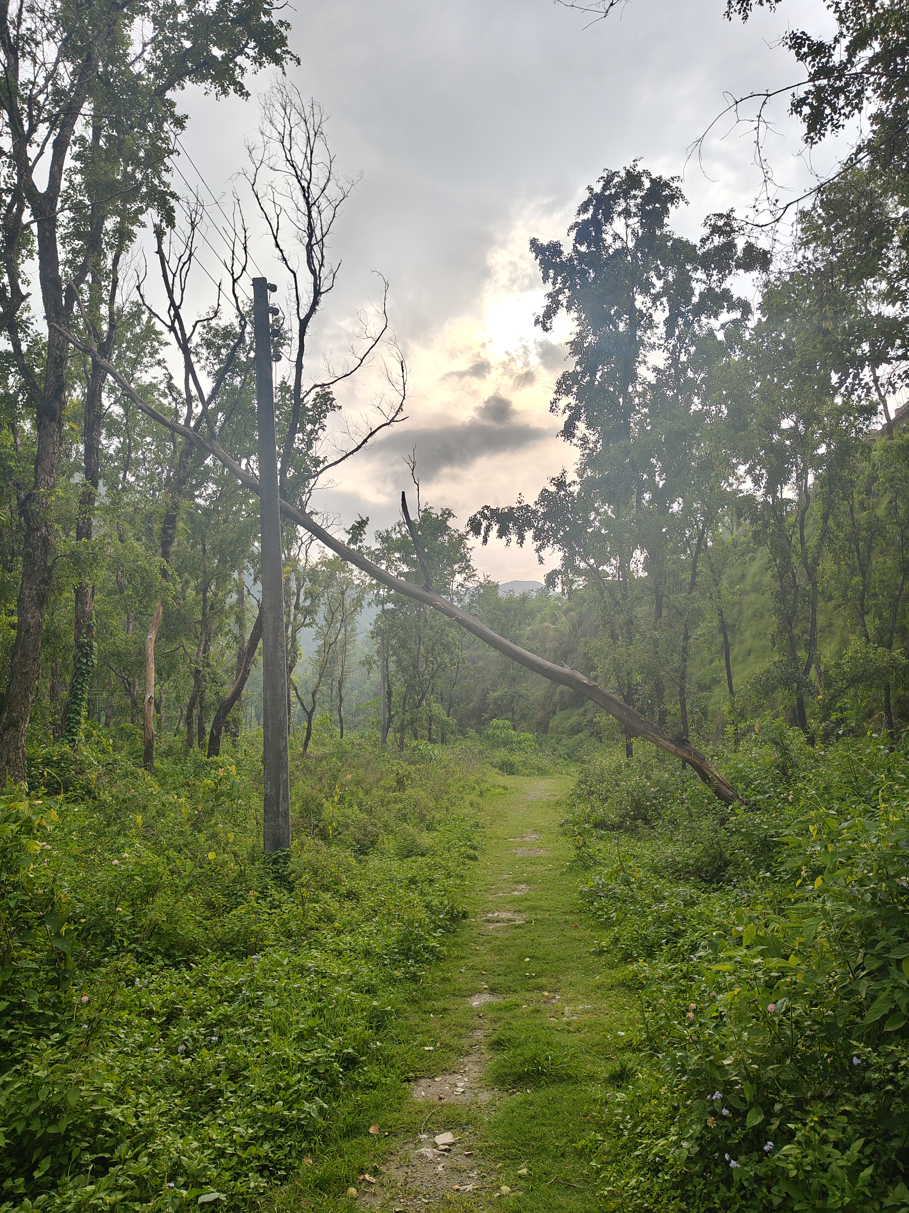 A scenic view of a dirt path winding through a lush green forest.