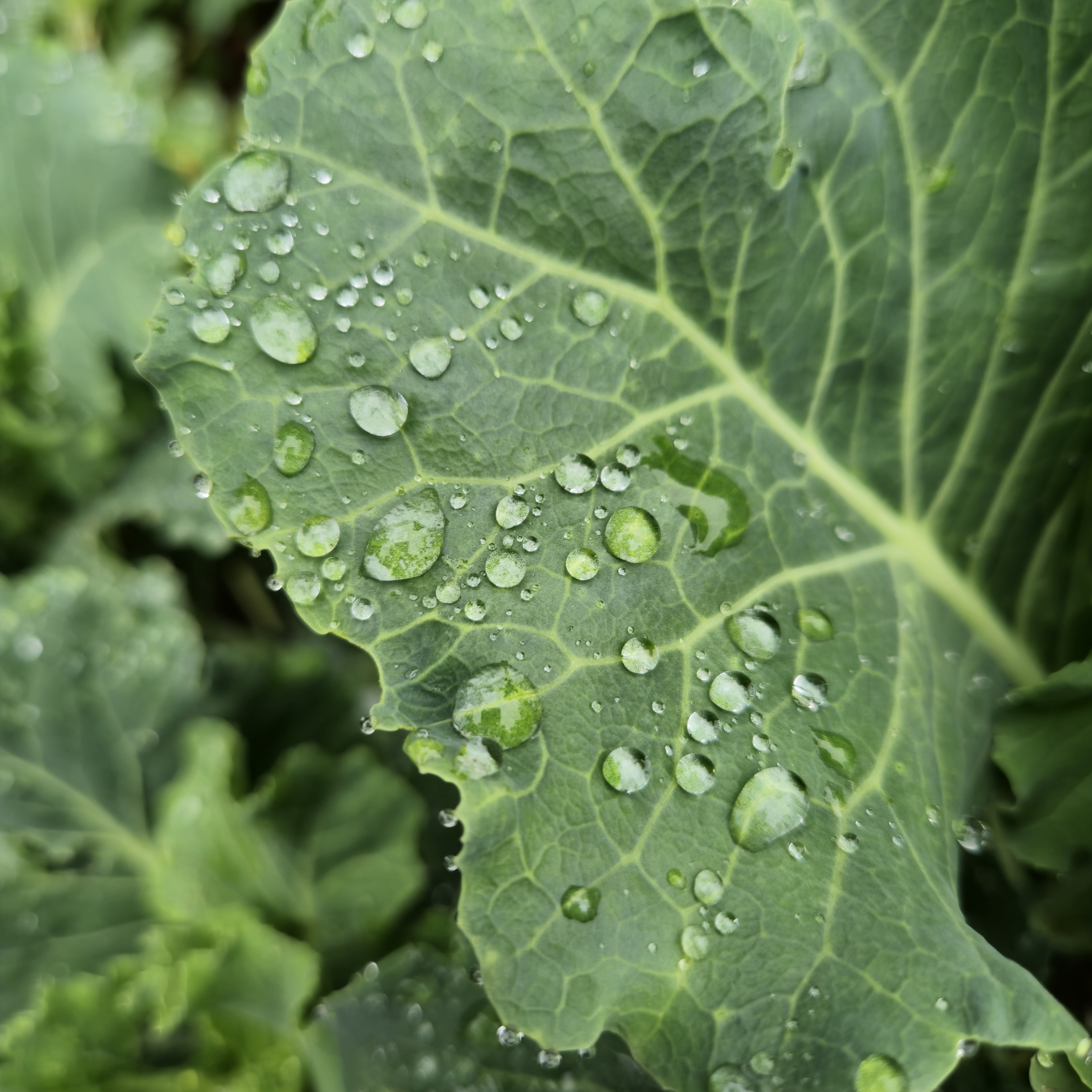 A close-up of a green leafy vegetable, likely kale or collard greens, covered in water droplets. The droplets are scattered across the surface of the leaf, highlighting its texture and veins. Captured from the Government Botanical Garden, Ooty, Tamil Nadu.
