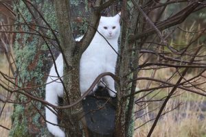 A white cat perched on a tree branch, partially obscured by thin branches. The tree bark shows signs of moss, and the background features a blurred view of grassy fields. The cat has an alert expression, with bright eyes and a bushy tail.
