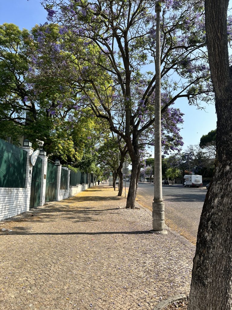 This peaceful Lisbon street is lined with jacaranda trees in bloom, their purple petals carpeting the cobblestone footpath in a picturesque display of spring.