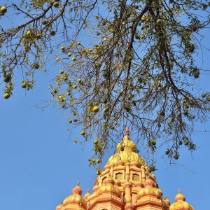 Golden temple dome with a fruit-laden tree in the foreground against a clear blue sky, captured at Parvati Hill, Pune.
