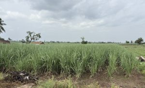 A picturesque landscape featuring lush green fields of tall grass, likely sugarcane, under a partly cloudy sky. 