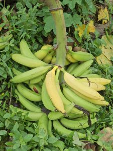 A cluster of bananas (Nendran Banana), still attached to the thick central stem, rests amid lush green foliage. The bananas vary in colour — some green and unripe, others turning yellow as they ripen. Captured in Kozhikode, Kerala.