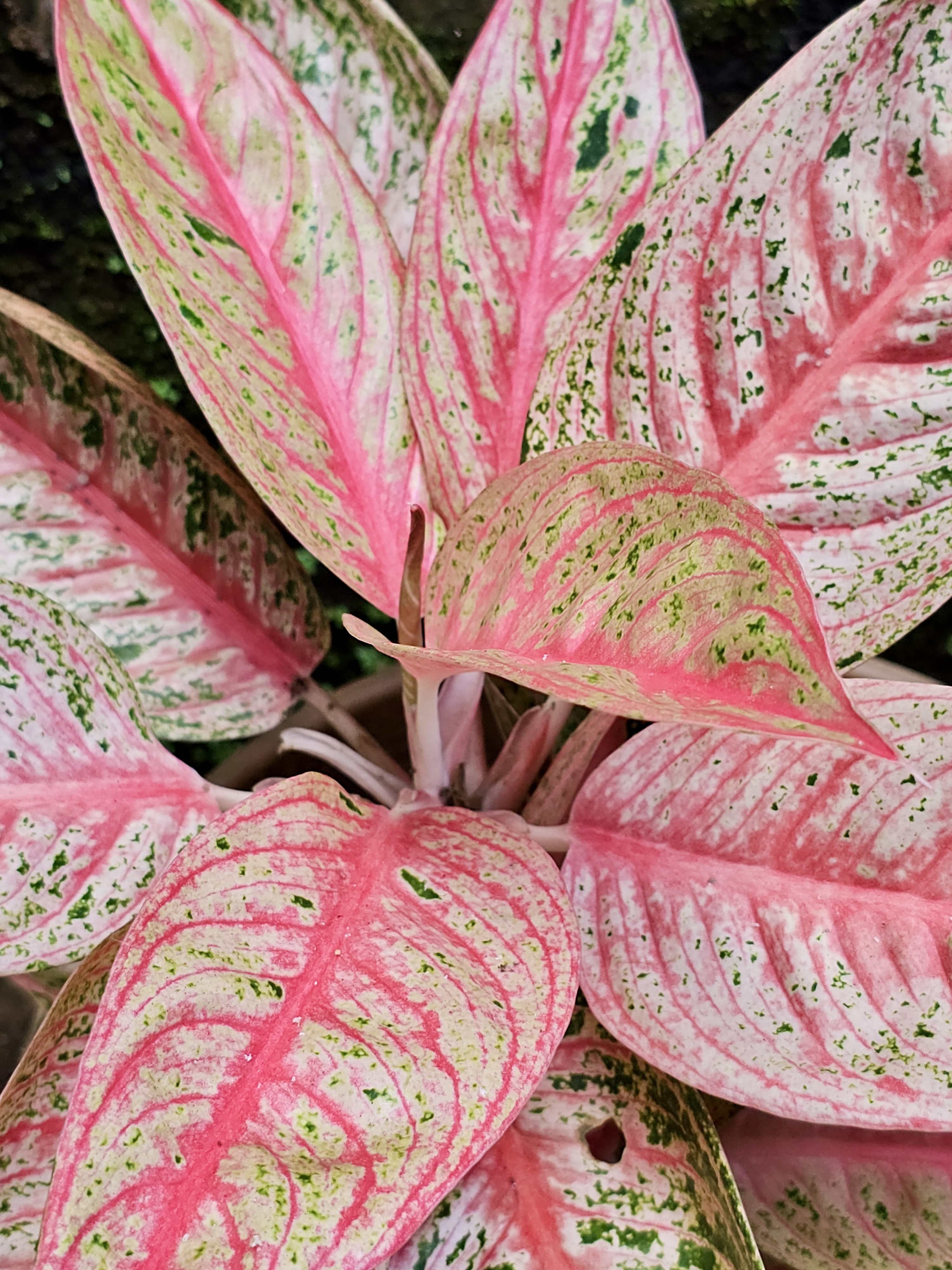Aglaonema plant with vibrant pink and green variegated leaves, captured in Kozhikode, Kerala — a striking choice for indoor decor.