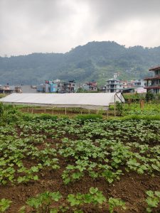 A lush green vegetable field occupies the foreground, filled with rows of leafy plants growing in well-tilled brown soil. 