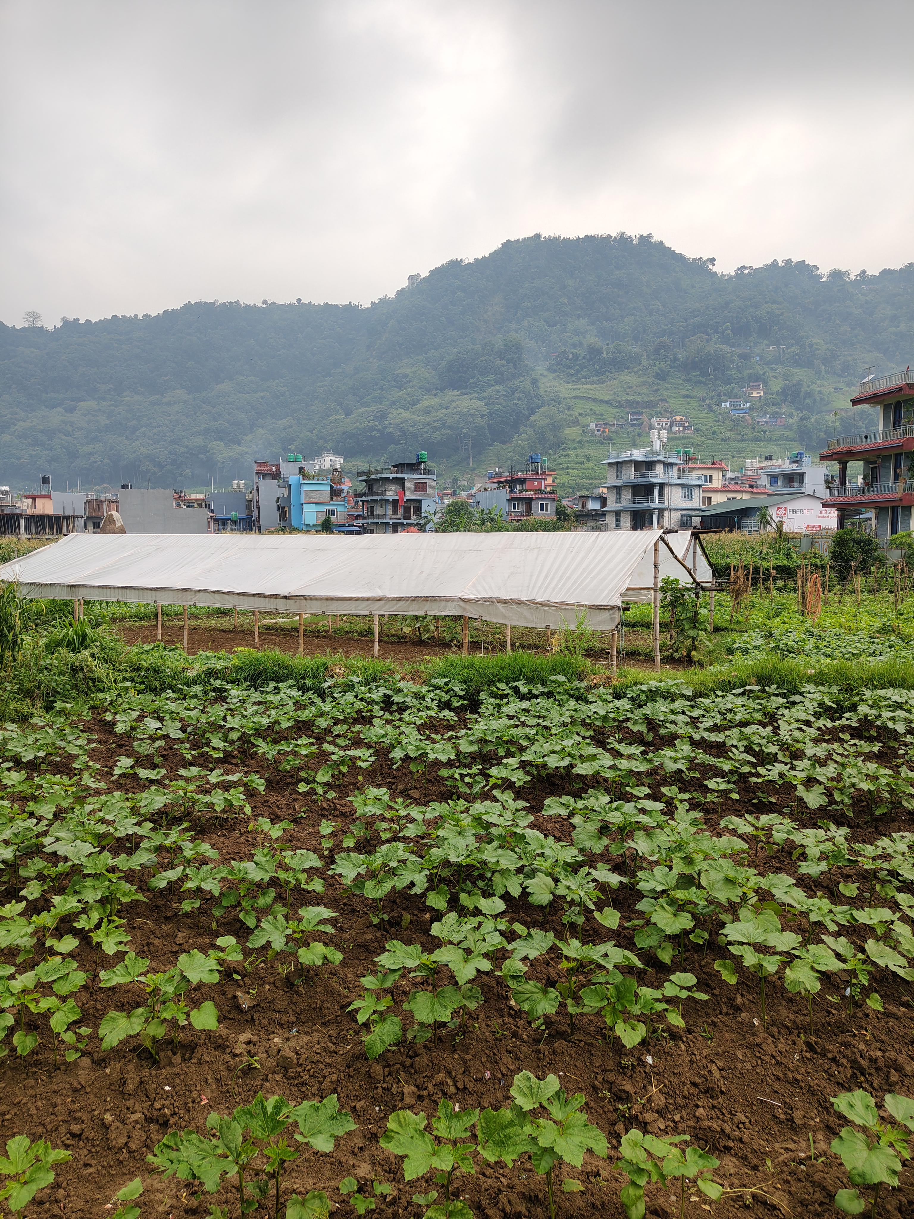 A lush green vegetable field occupies the foreground, filled with rows of leafy plants growing in well-tilled brown soil.