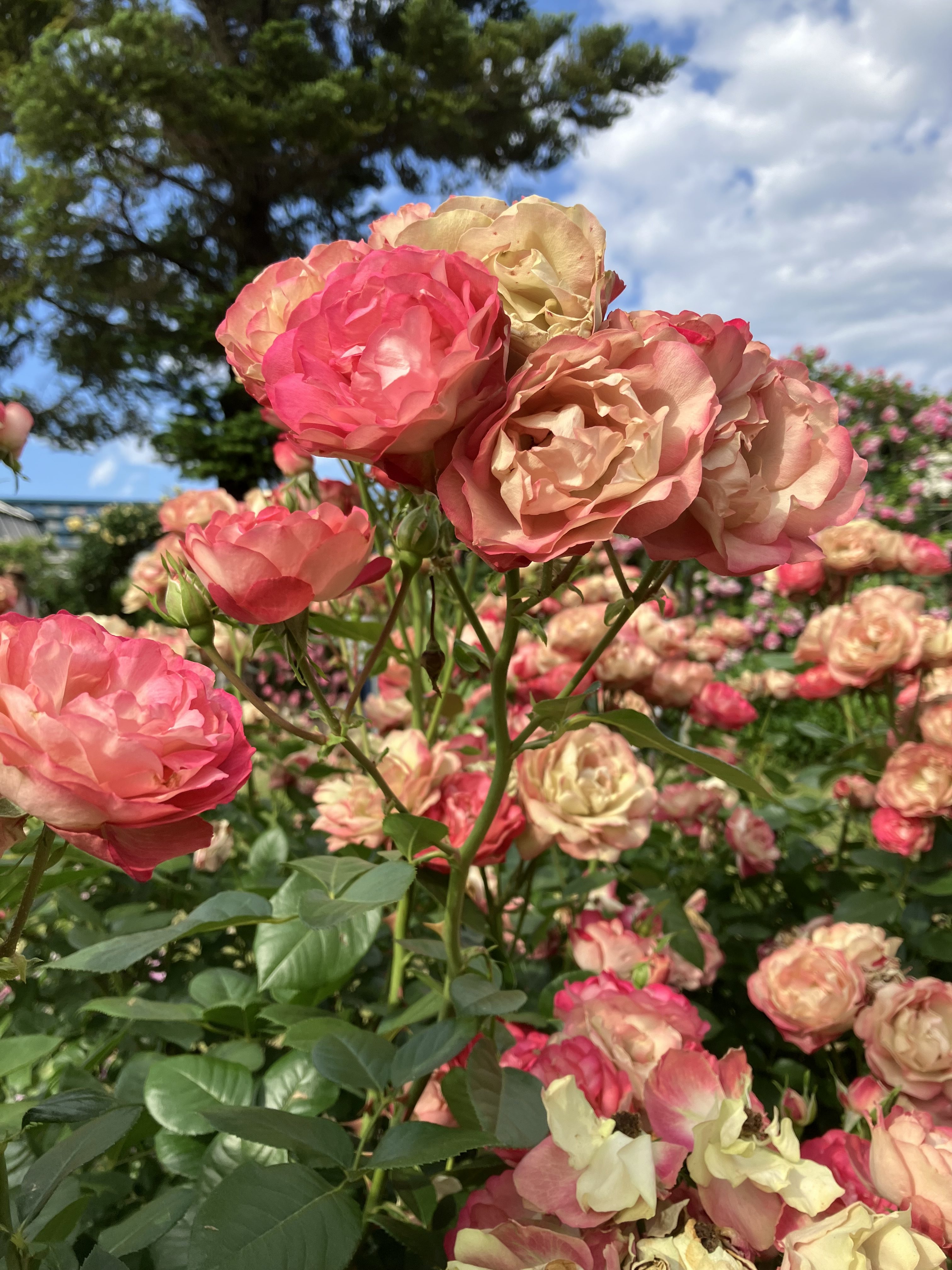 A close-up view of pink and peach roses blooming amidst a lush garden.