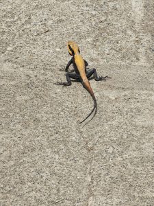 A yellow and black Peninsular rock agama stands on a concrete surface at Needle Rock View Point, Gudalur, Nilgiris.