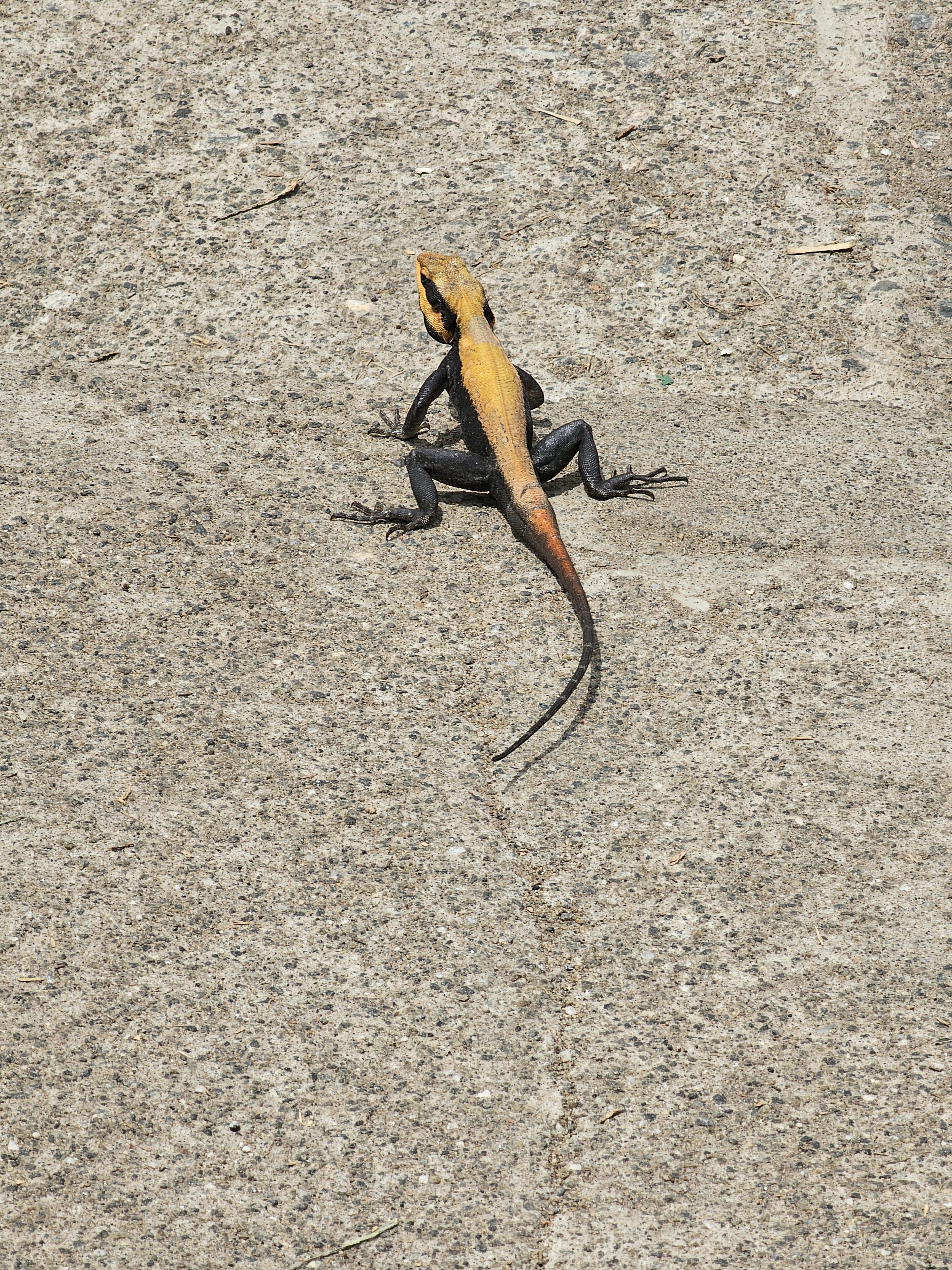 A yellow and black Peninsular rock agama stands on a concrete surface at Needle Rock View Point, Gudalur, Nilgiris.