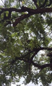 View looking up at the canopy of a large tree with thick, twisting branches and dense green fern-like leaves, creating a natural umbrella effect against the sky.
