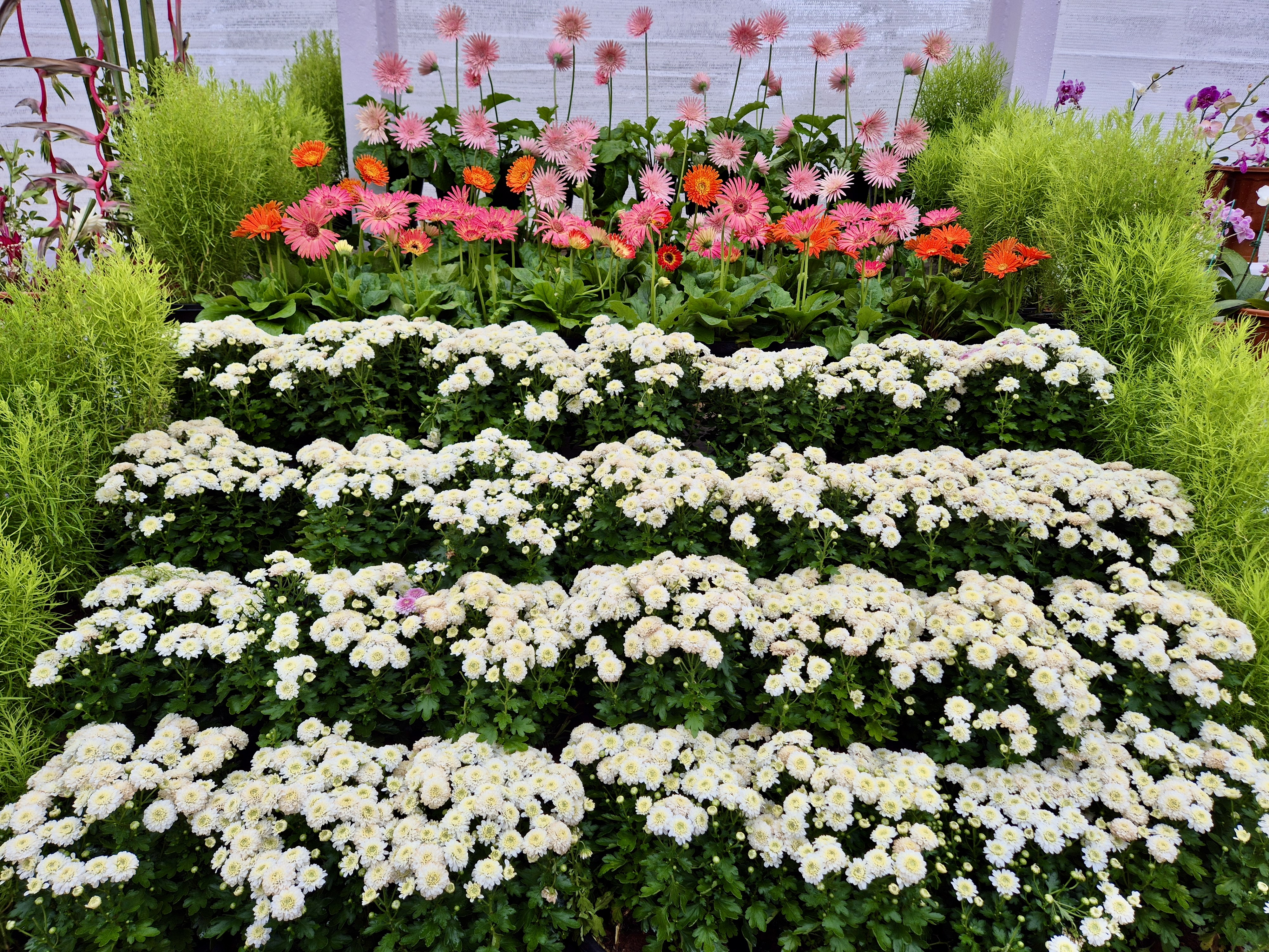 A vibrant display of chrysanthemums arranged in tiers, with pink and orange blooms at the top and white ones below. The flowers are densely packed, creating a lush, textured effect. Captured from the Government Botanical Garden, Ooty, Tamil Nadu.