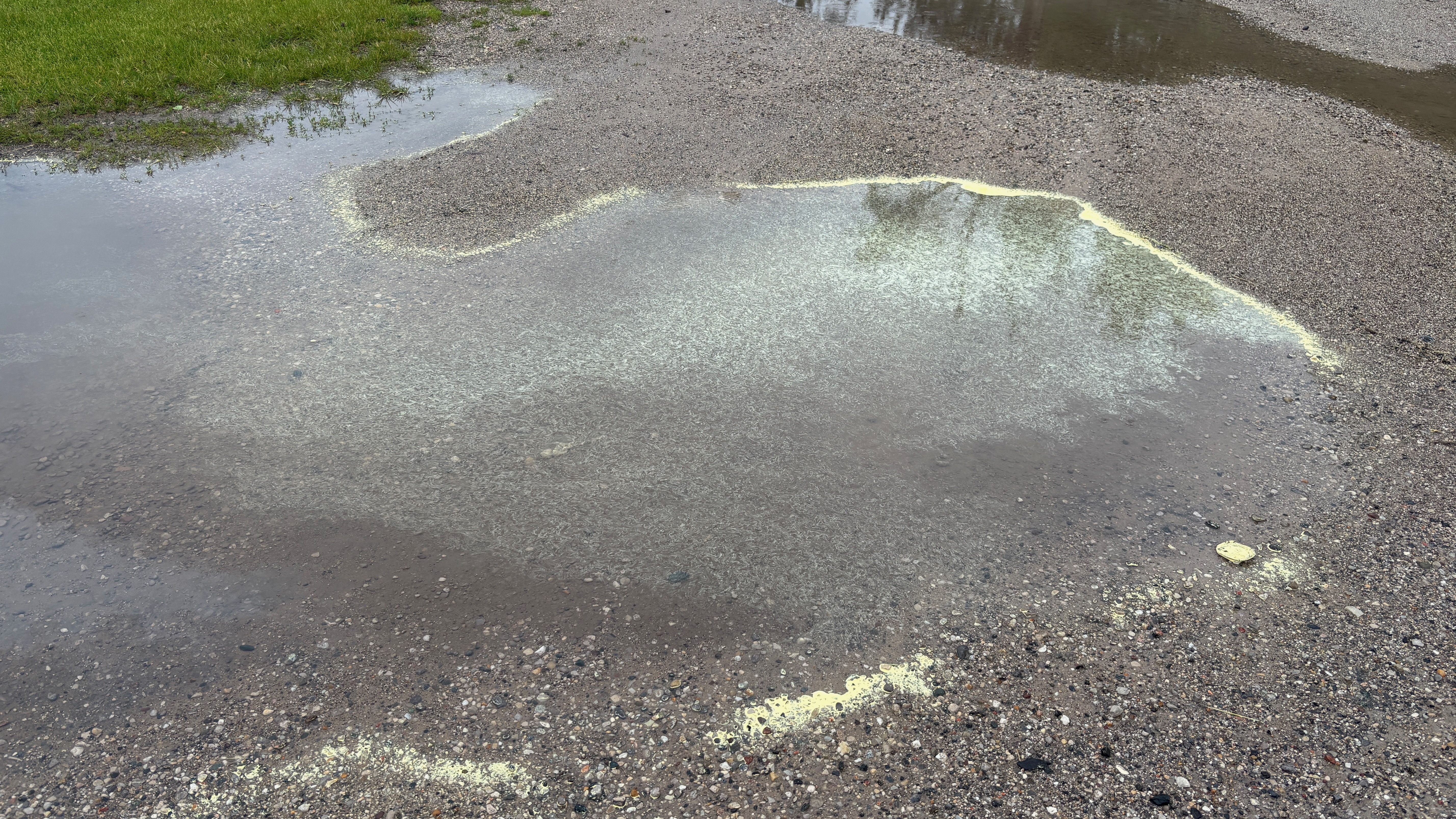 A puddle of water in a driveway shaped like the state of Michigan, covered and rimmed with pollen from surrounding trees.