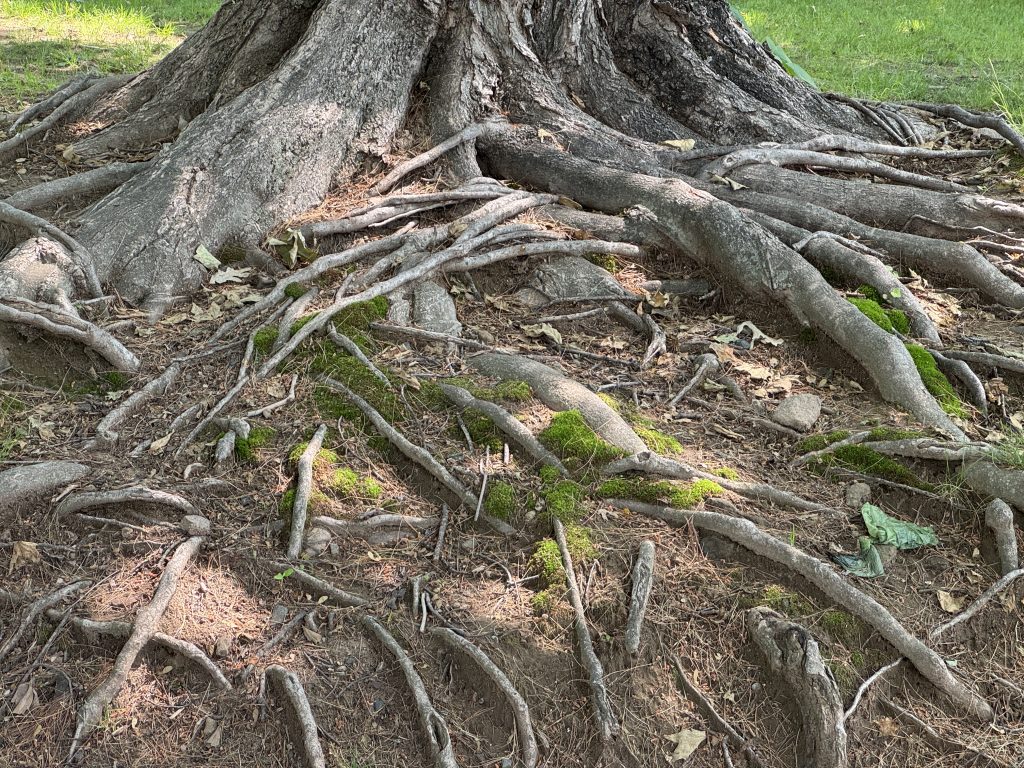 A close-up view of a large tree’s root system, showing an intricate network of thick, gnarled roots partially exposed above the soil.