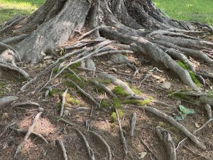 A close-up view of a large tree’s root system, showing an intricate network of thick, gnarled roots partially exposed above the soil. 
