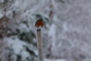 
A small Robin bird with a reddish-orange chest perched on top of a wooden post, surrounded by a snowy landscape. 
