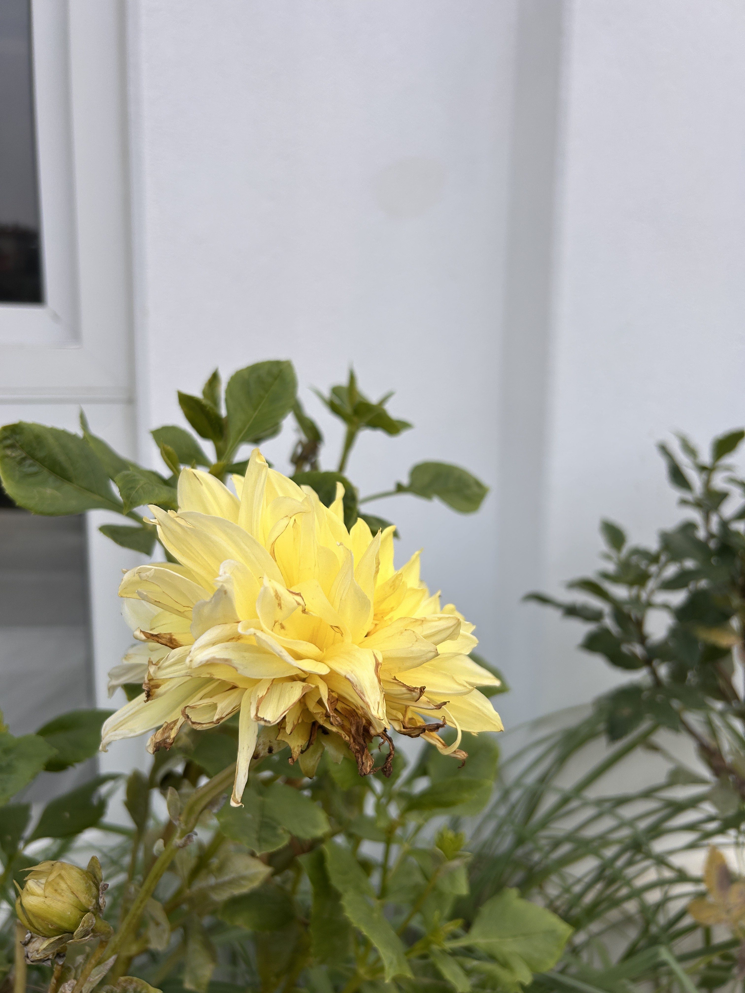 A close-up of a vibrant yellow flower with petal edges turning brown, surrounded by green leaves.