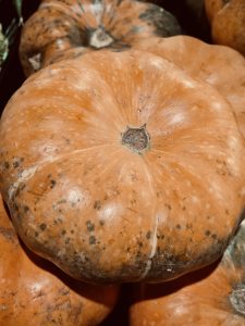 Close-up of ripe orange pumpkins with dark spots, featuring a large round one in focus. Captured in Kozhikode, Kerala.