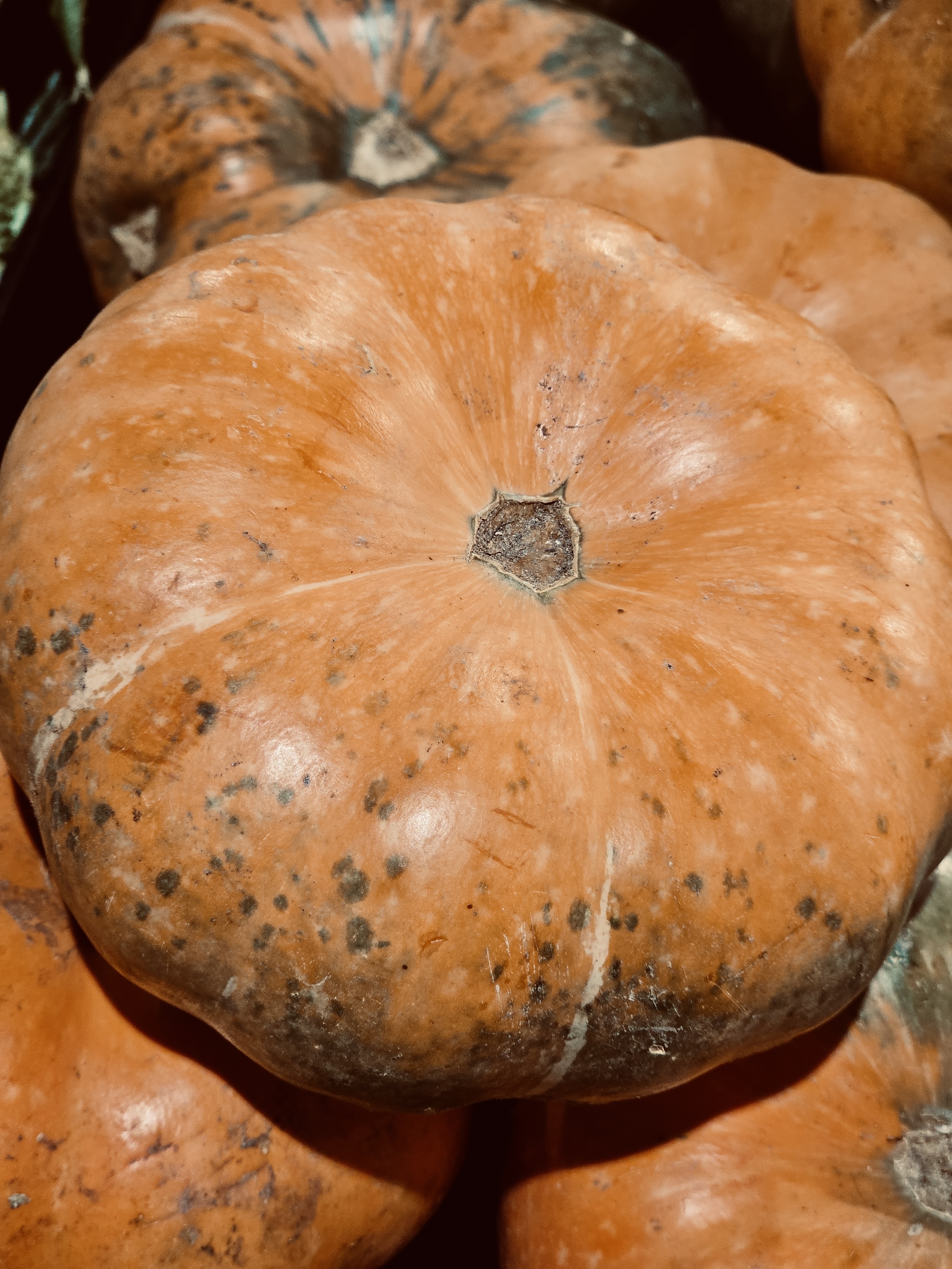 Close-up of ripe orange pumpkins with dark spots, featuring a large round one in focus. Captured in Kozhikode, Kerala.