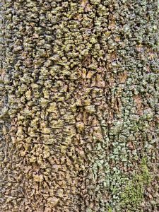 Close-up of rough tree bark with patches of green moss or lichen. Captured at the Botanical Garden in Ooty, Tamil Nadu.