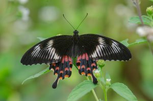 A Crimson Rose butterfly with open wings rests on green foliage, displaying black forewings with white patches and vivid red hindwings with orange spots.
