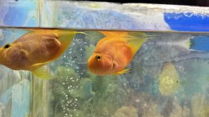Two brightly colored fish are swimming near the surface of a clear aquarium.