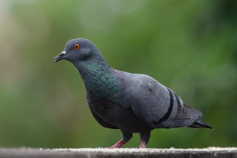 A Rock Pigeon stands on a ledge, showing dark grey plumage, iridescent neck feathers, and bright orange eyes against a blurred green background.