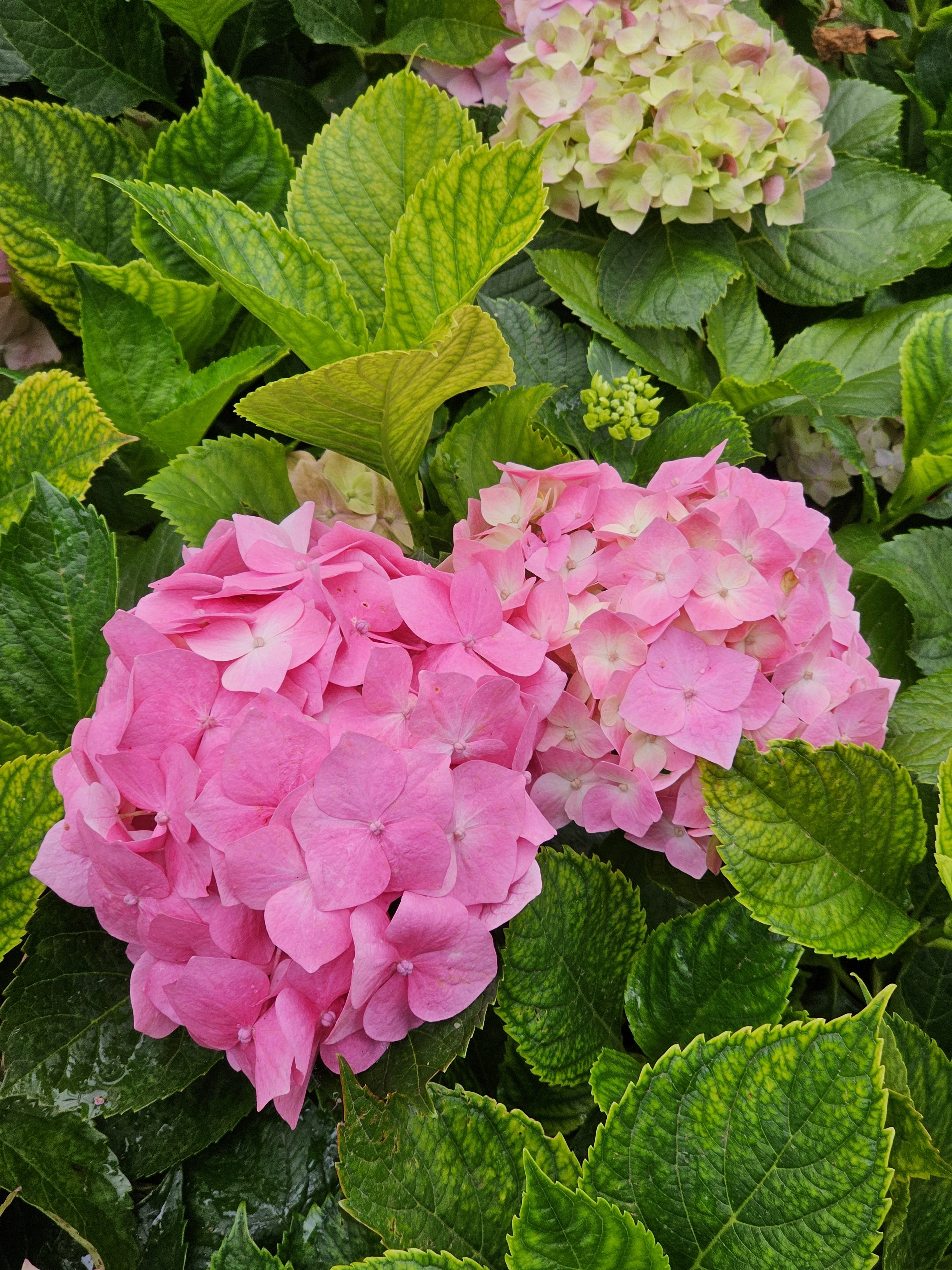 A close-up of pink hydrangea flowers in bloom, surrounded by lush green leaves. The vibrant colors and detailed texture of the petals and foliage are clearly visible. Captured from the Government Botanical Garden, Ooty, Tamil Nadu.