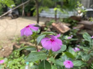 A close-up view of vibrant pink periwinkle flowers blooming gracefully in the garden
