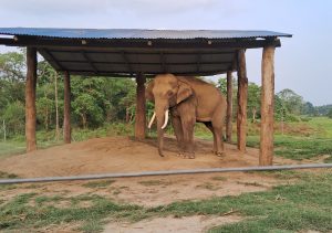An elephant stands on a sandy area under a shelter supported by wooden beams. 