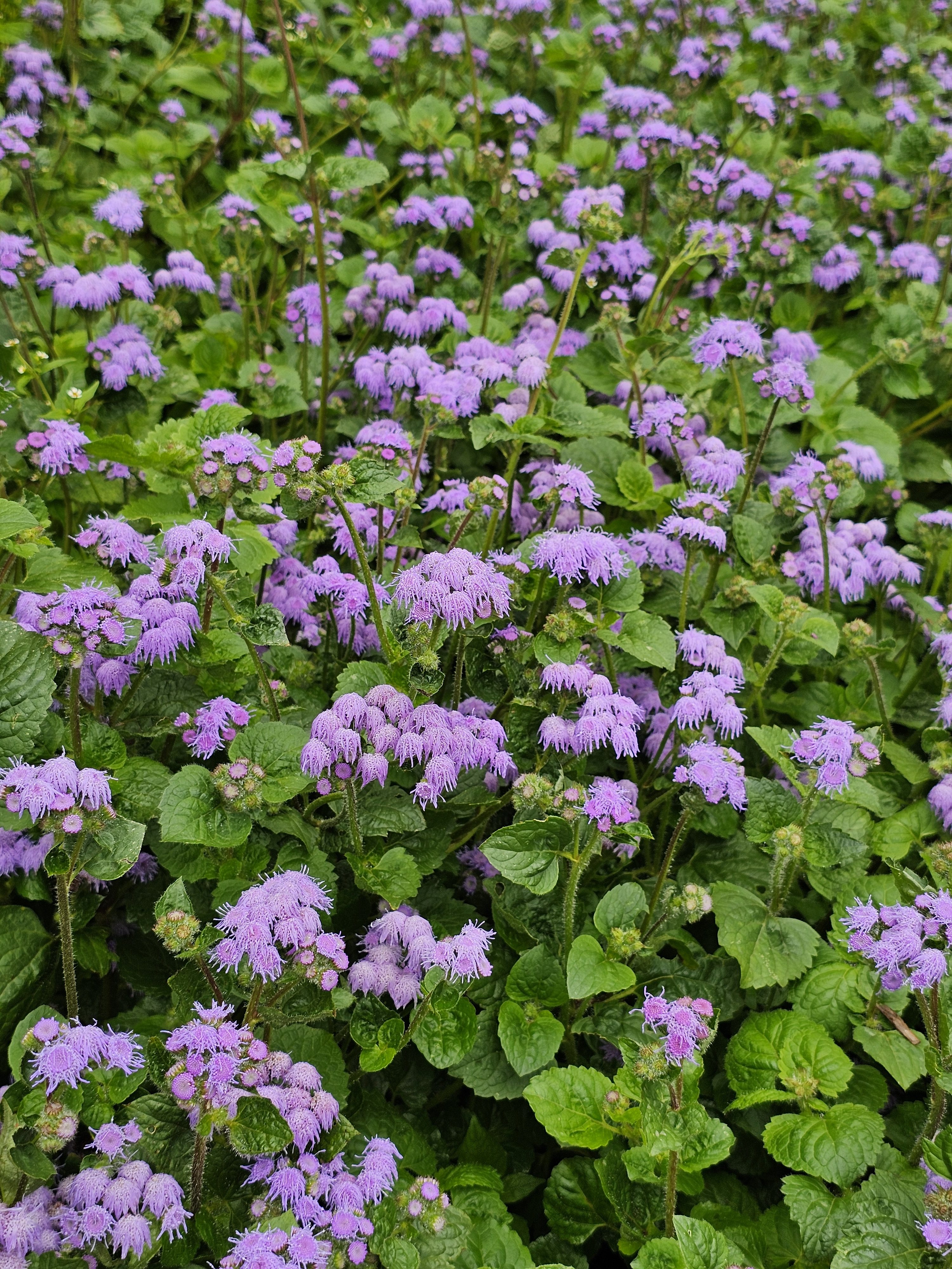 A dense field of Ageratum houstonianum, also known as floss flowers, with their characteristic fluffy, lavender-blue blooms. The plants have lush green leaves, creating a vibrant and textured scene. Captured from the Government Botanical Garden, Ooty, Tamil Nadu.