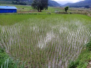 A lush green rice field with tall rows of young rice plants growing in water. In the background, a blue structure is visible, along with trees and distant mountains. 