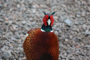 A close-up of a colorful Male pheasant with vibrant red, green, and brown feathers, standing on a bed of small stones.

