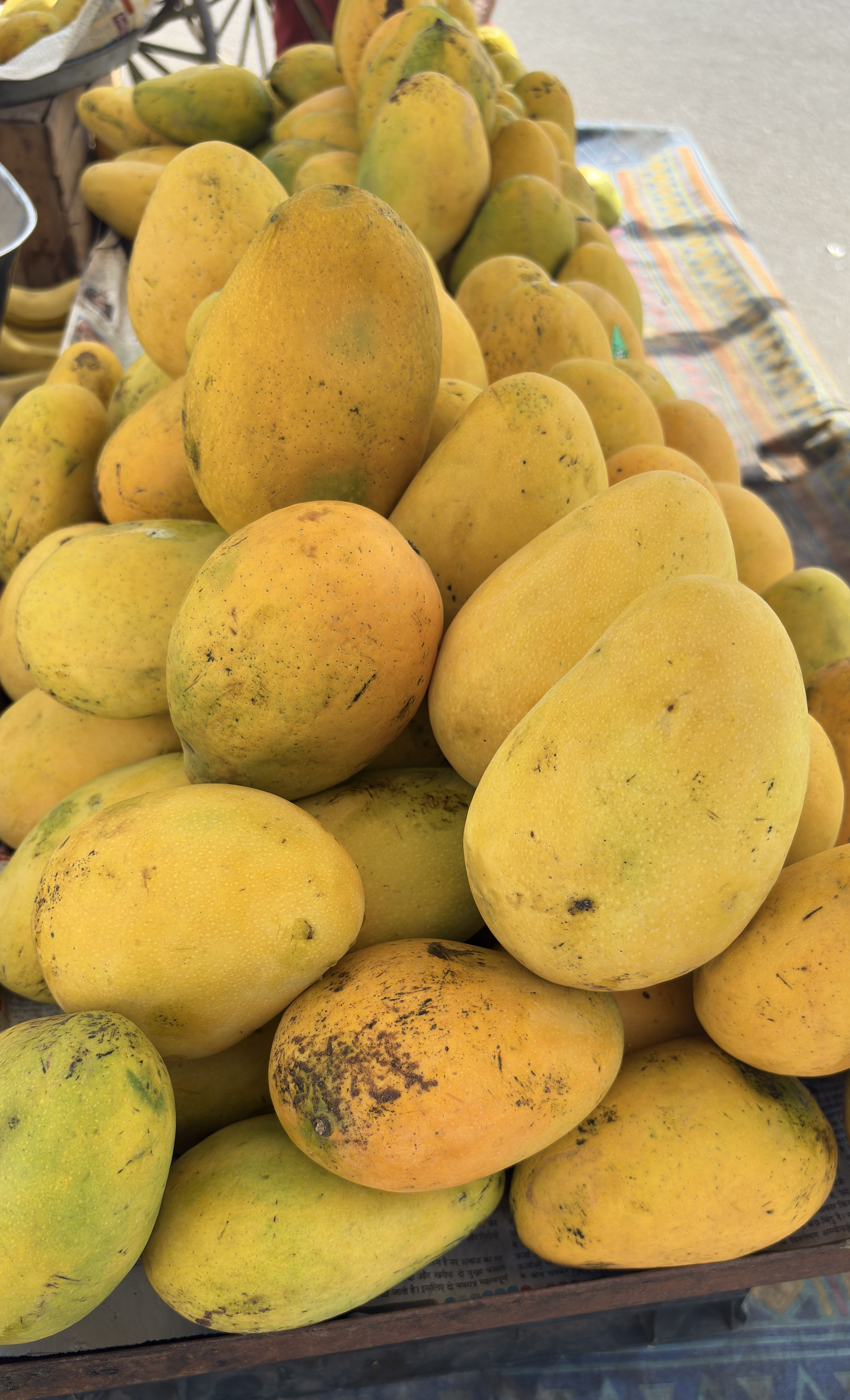 A close-up view of a pile of ripe mangoes arranged on a table.