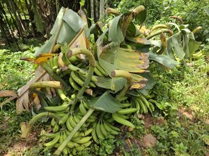 A freshly harvested pile of green Nendran bananas lies on the ground amid foliage in Kozhikode, Kerala.