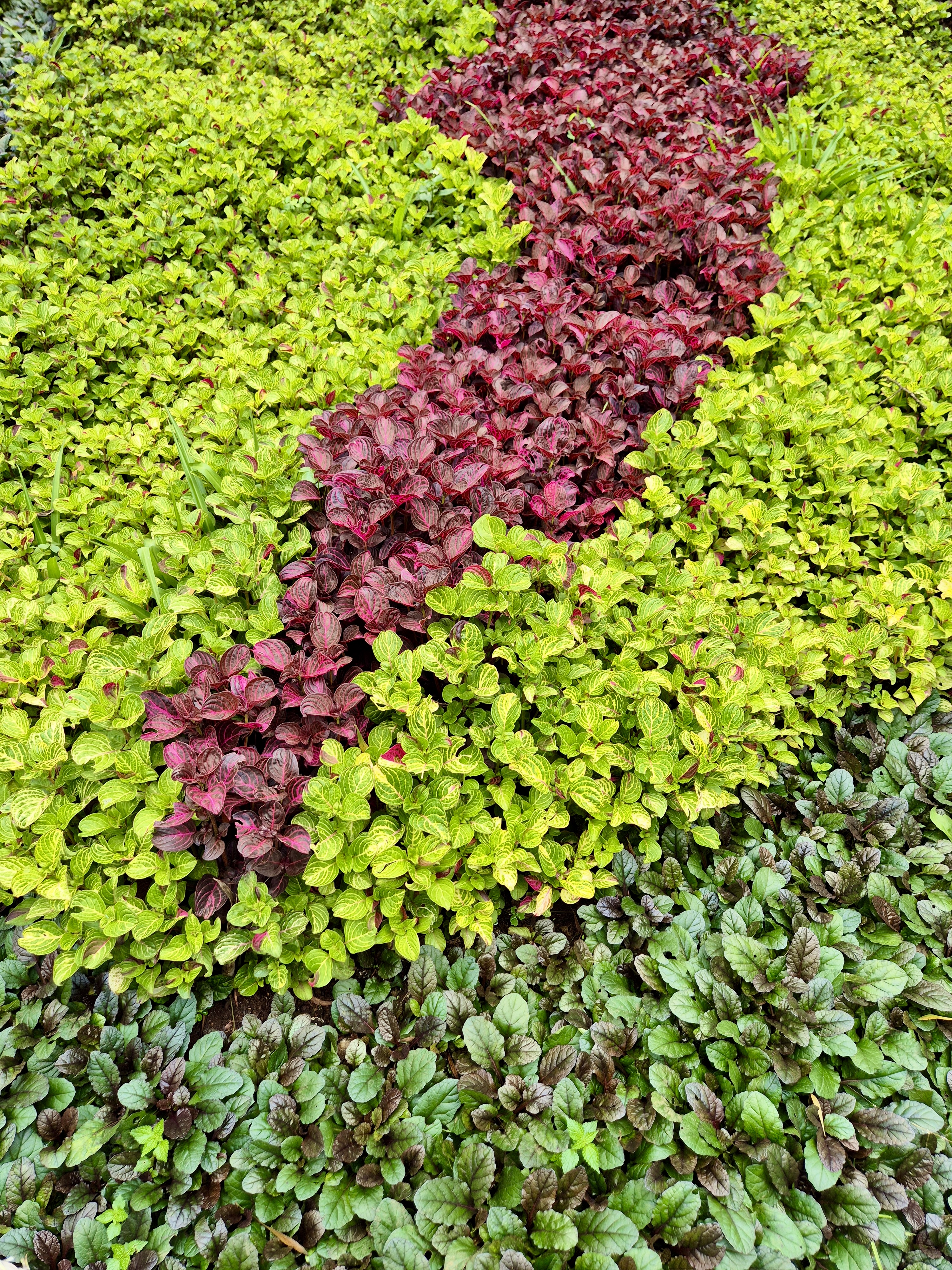 Striped garden bed with vibrant red, green, and variegated foliage, creating a striking pattern. Captured at the Government Botanical Garden, Ooty.