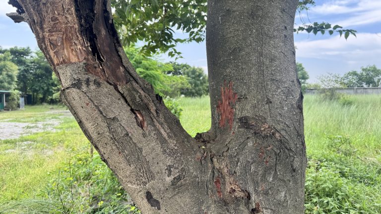 A close-up view of a tree trunk showing rough, textured bark with several scars and color variations.