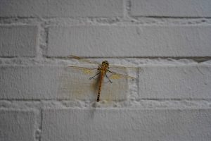 A dragonfly with transparent wings and a slender, segmented body is perched on a white brick wall. The dragonfly has a light brown and yellow coloration, with some intricate patterns visible on its wings and body.