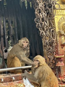 Two monkeys are seen sitting near a decorative structure adorned with chains and intricate carvings.