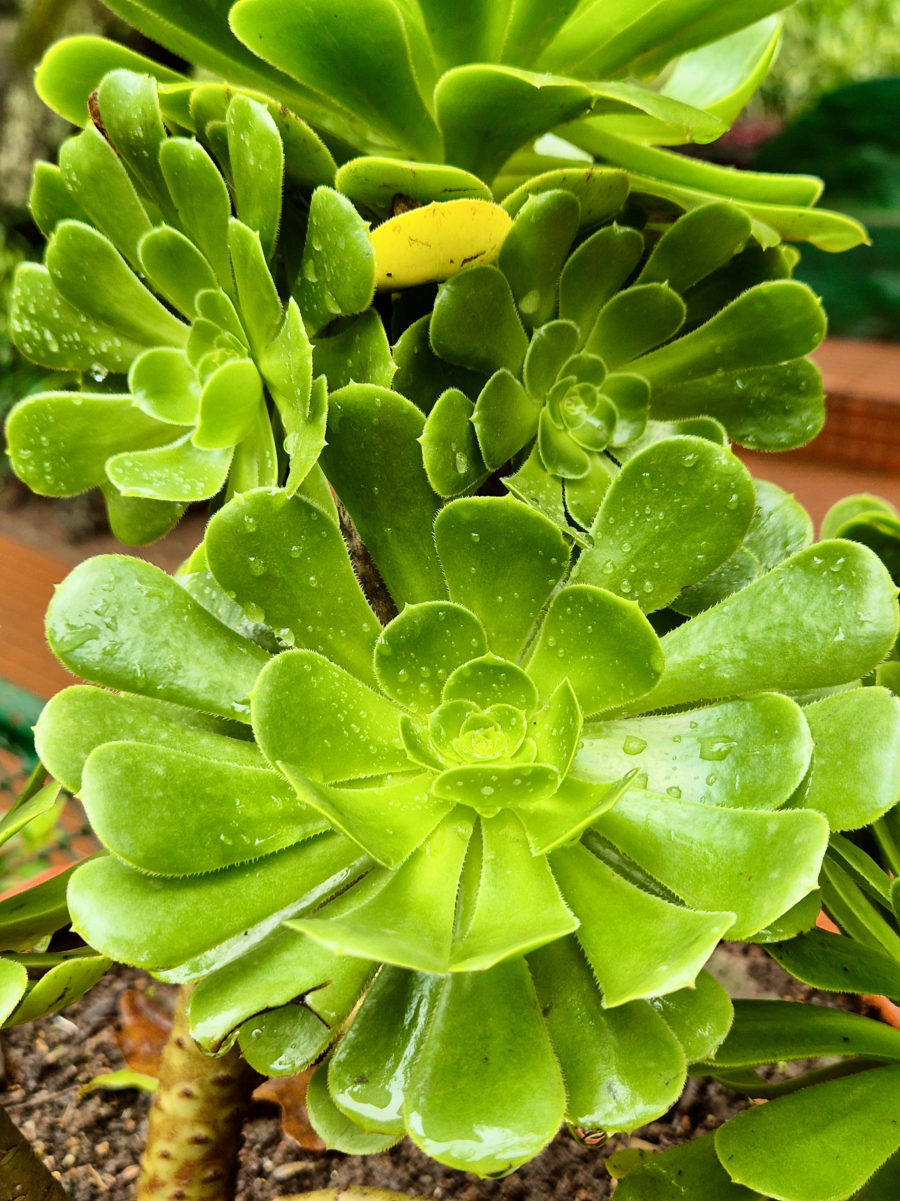 Close-up of an Aeonium plant with bright green, rosette-shaped leaves, glistening with water droplets. Captured at the Government Botanical Garden, Ooty.