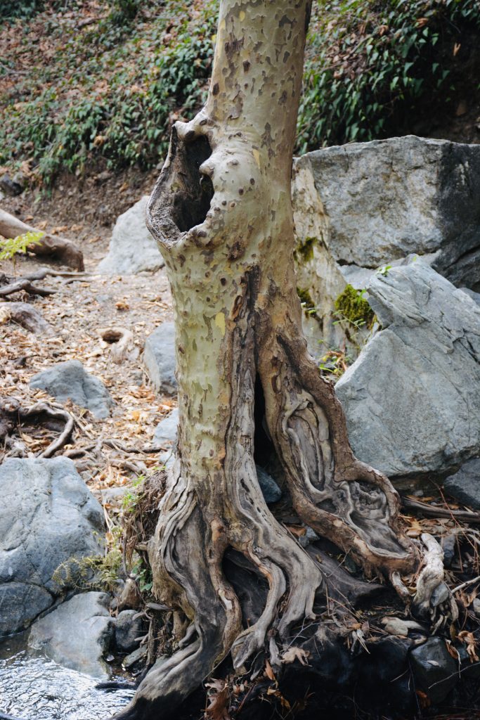 Twisted roots stretch over rocks at the base of a tree with peeling bark and a hollow trunk. Captured in the Troodos Mountains, Cyprus.