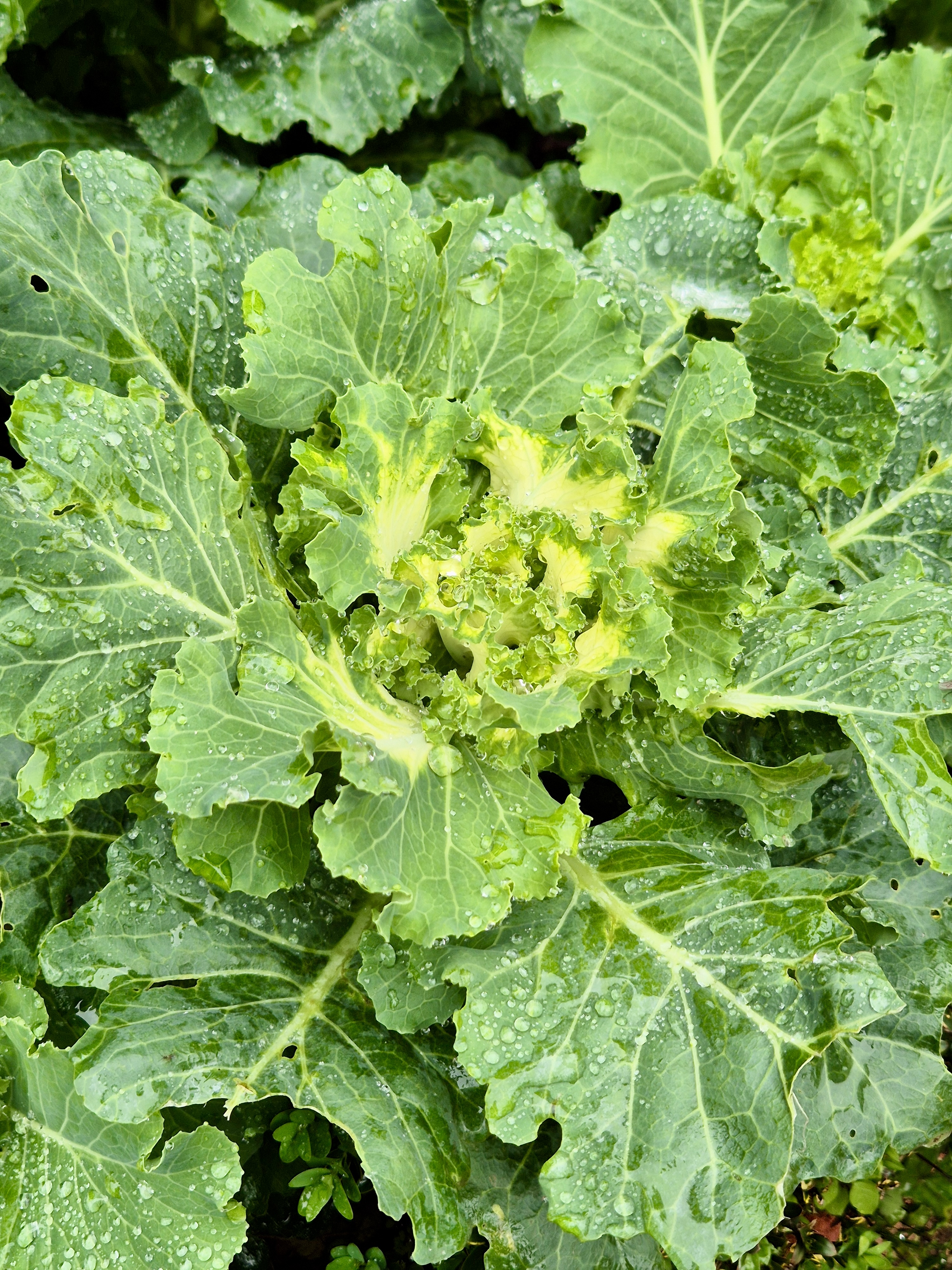 A close-up view of a leafy green vegetable, likely kale or a similar brassica, with water droplets clinging to its textured leaves. The central part of the plant displays a lighter, yellowish-green hue, contrasting with the deeper green of the surrounding foliage. Captured from the Government Botanical Garden, Ooty, Tamil Nadu.