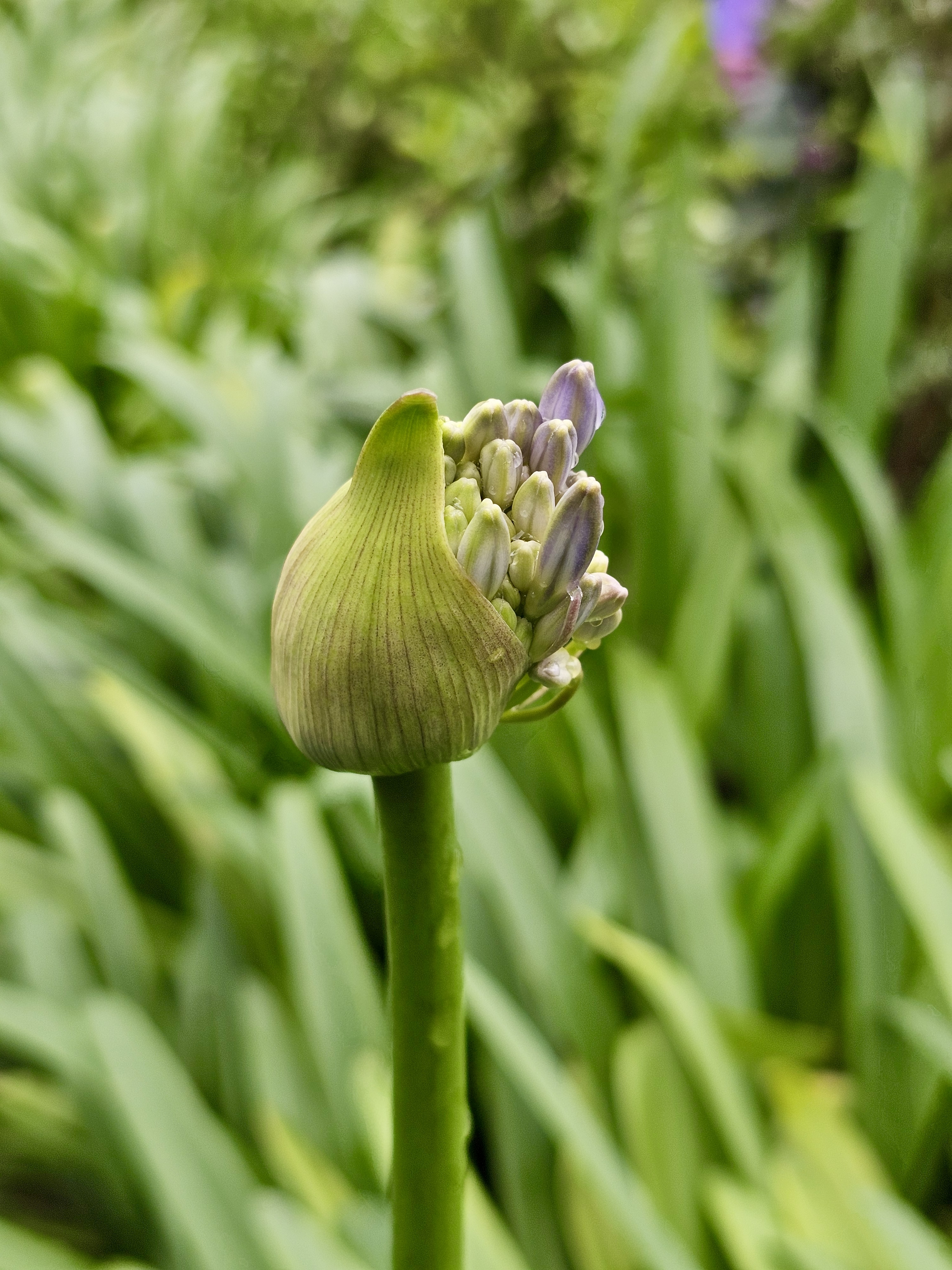 A close-up of an Agapanthus Purple bud, which is a flower in the early stages of blooming. It has a green, bulbous base with tightly packed, small purple buds emerging from the top. Captured from Ooty, Tamil Nadu.