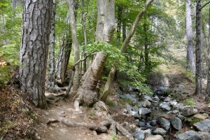 A serene forest scene from Cyprus’s Troodos Mountains, with tall trees and a rocky stream bed winding through the landscape. A narrow dirt path on the left leads deeper into the dense woodland.